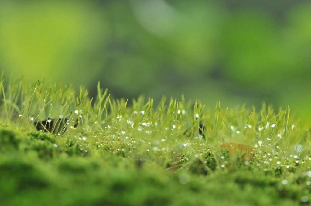 雨　草　水滴